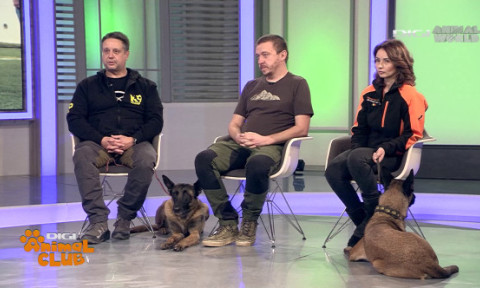 Digi Animal Club - ediția cu numărul 500! Malinois, între sport, dresaj și legătura cu omul: ”Este un parteneriat foarte frumos”