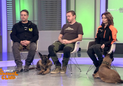 Digi Animal Club - ediția cu numărul 500! Malinois, între sport, dresaj și legătura cu omul: ”Este un parteneriat foarte frumos”