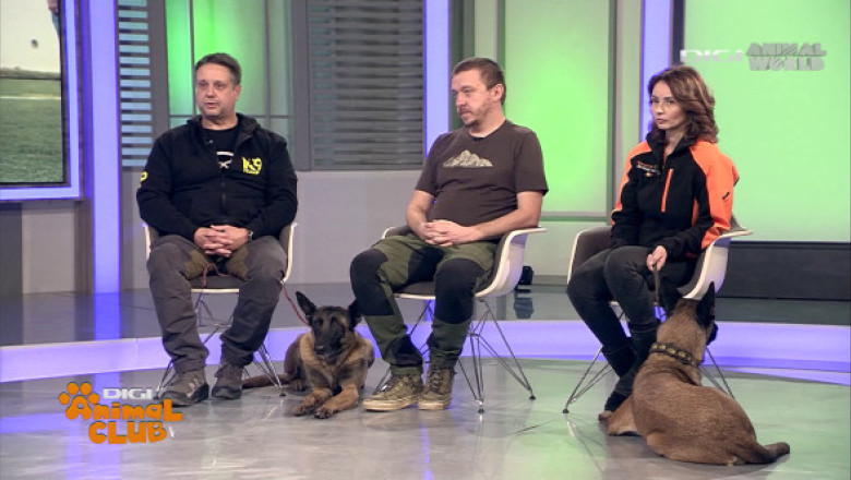 Digi Animal Club - ediția cu numărul 500! Malinois, între sport, dresaj și legătura cu omul: ”Este un parteneriat foarte frumos”