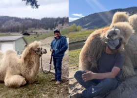 În loc de geantă de lux, soțul i-a cumpărat o cămilă de peste 700 de kilograme: „Sunt animale incredibil de inteligente”