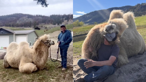 În loc de geantă de lux, soțul i-a cumpărat o cămilă de peste 700 de kilograme: „Sunt animale incredibil de inteligente”