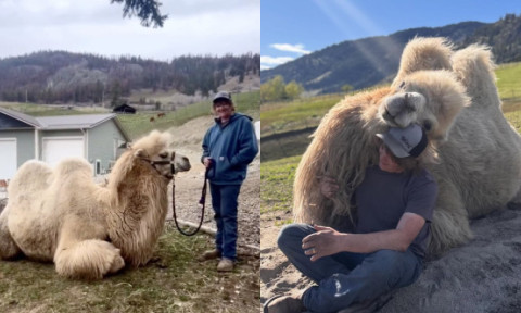 În loc de geantă de lux, soțul i-a cumpărat o cămilă de peste 700 de kilograme: „Sunt animale incredibil de inteligente”