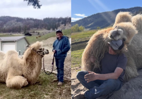 În loc de geantă de lux, soțul i-a cumpărat o cămilă de peste 700 de kilograme: „Sunt animale incredibil de inteligente”