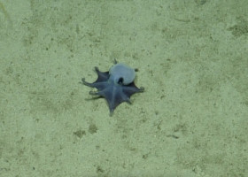 „N-am văzut niciodată ceva asemănător”. O nouă specie de caracatiță, albastră, descoperită în arhipelagul Galapagos