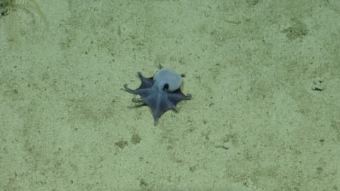 „N-am văzut niciodată ceva asemănător”. O nouă specie de caracatiță, albastră, descoperită în arhipelagul Galapagos