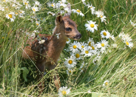 Mulți români fac această greșeală. Ce trebuie să faci dacă găsești un pui de căprioară singur în pădure