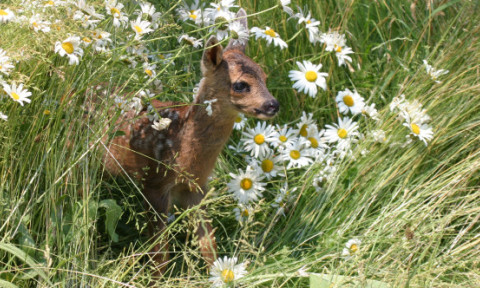 Mulți români fac această greșeală. Ce trebuie să faci dacă găsești un pui de căprioară singur în pădure