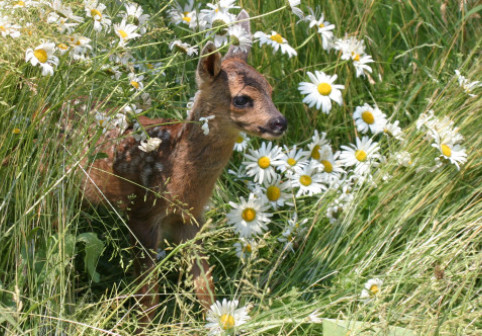 Mulți români fac această greșeală. Ce trebuie să faci dacă găsești un pui de căprioară singur în pădure