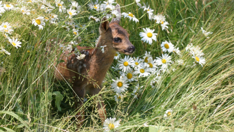 Mulți români fac această greșeală. Ce trebuie să faci dacă găsești un pui de căprioară singur în pădure