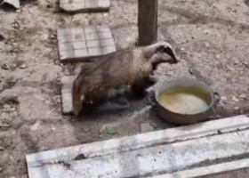 Bursuc surprins în cotețul găinilor, în Bacău. Reacția neașteptată a animalului când s-a trezit înconjurat de păsări