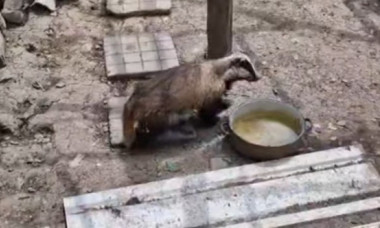 Bursuc surprins în cotețul găinilor, în Bacău. Reacția neașteptată a animalului când s-a trezit înconjurat de păsări