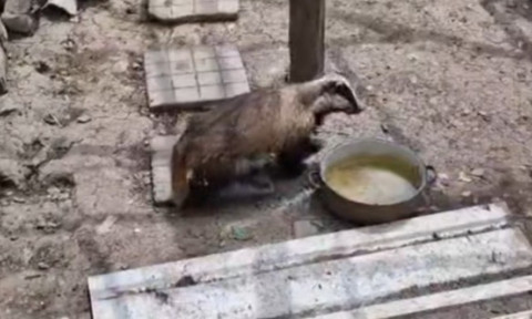 Bursuc surprins în cotețul găinilor, în Bacău. Reacția neașteptată a animalului când s-a trezit înconjurat de păsări