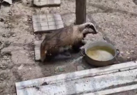 Bursuc surprins în cotețul găinilor, în Bacău. Reacția neașteptată a animalului când s-a trezit înconjurat de păsări