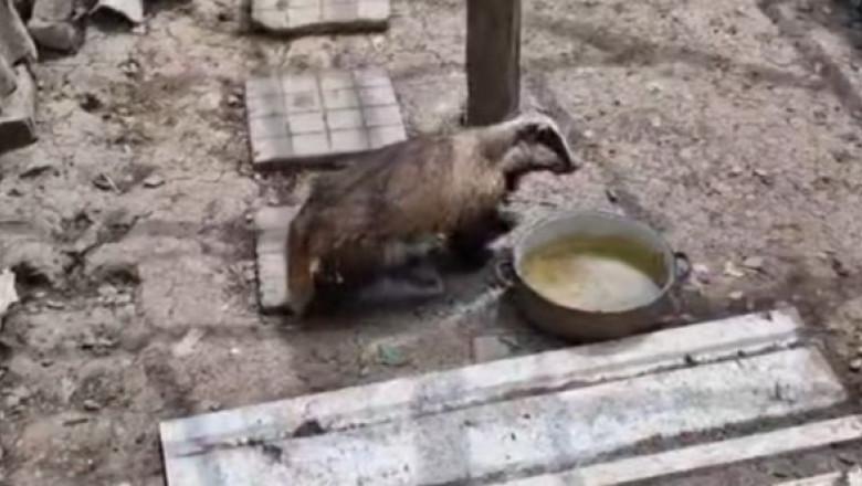 Bursuc surprins în cotețul găinilor, în Bacău. Reacția neașteptată a animalului când s-a trezit înconjurat de păsări