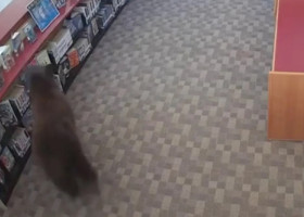 Un urs negru a intrat într-o bibliotecă din California și a făcut ravagii printre gustări. Ce a făcut înainte să plece