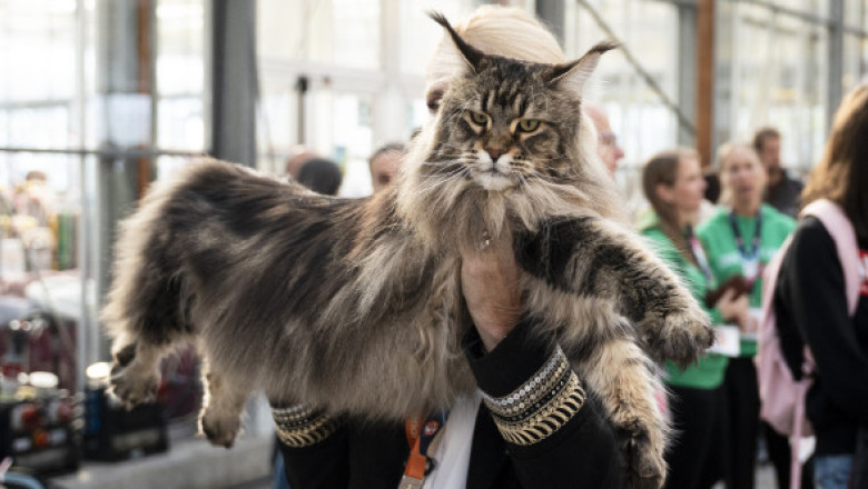 Parada pisicilor de lux! 1.500 de feline din 36 de țări s-au luptat pentru titlul de cele mai frumoase din lume. Doar 34 au câștigat