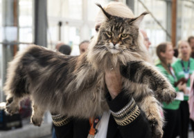 Parada pisicilor de lux! 1.500 de feline din 36 de țări s-au luptat pentru titlul de cele mai frumoase din lume. Doar 34 au câștigat