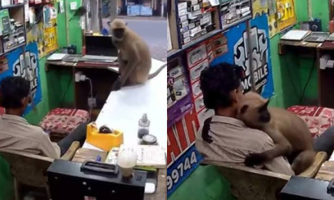 Momentul când o maimuță intră într-un magazin din India și îl ia în brațe pe vânzător. Imaginile au devenit virale