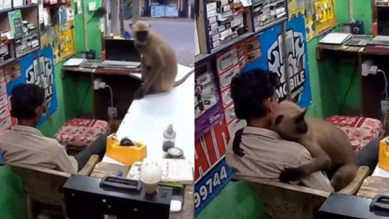 Momentul când o maimuță intră într-un magazin din India și îl ia în brațe pe vânzător. Imaginile au devenit virale