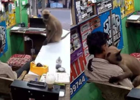 Momentul când o maimuță intră într-un magazin din India și îl ia în brațe pe vânzător. Imaginile au devenit virale