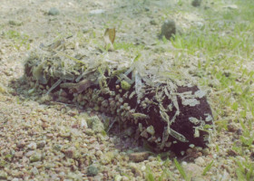 Arată ca o grămadă de excremente, dar poate trăi peste 120 de ani. Creatura marină care i-a uimit pe cercetători