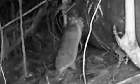 Apariție spectaculoasă în jungla Amazonului. Animalul extrem de rar pe care cercetătorii l-au căutat ani întregi