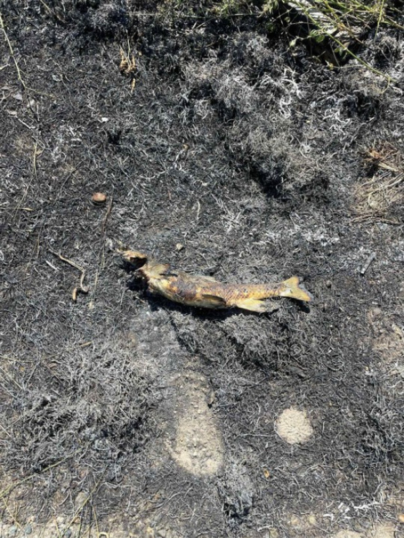 Un pește căzut pe firele de înaltă tensiune a declanșat un incendiu în Canada/ Foto: X