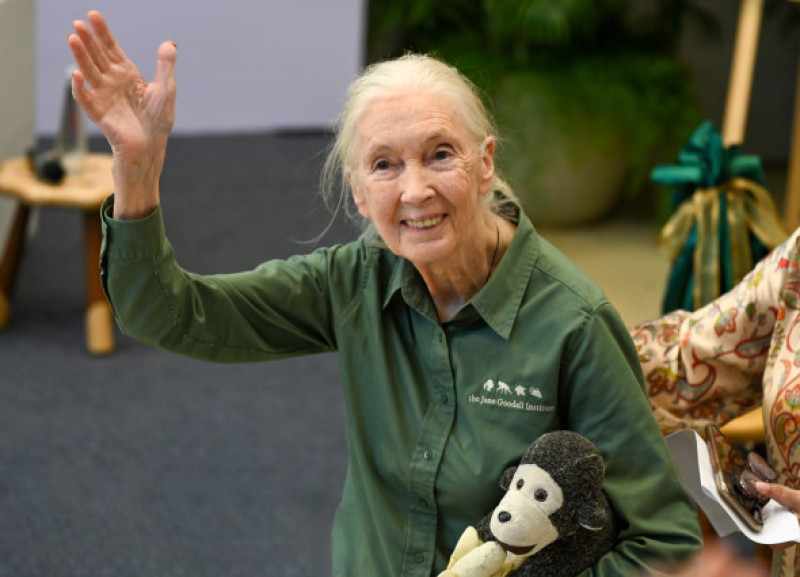 Renowned Conservationist Dr. Jane Goodall Begins 'Hope Global Tour' In Mumbai, Maharashtra, India - 16 Nov 2024