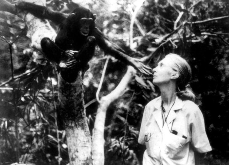 Jane Goodall
