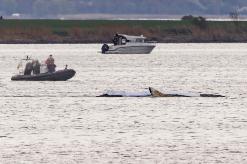Rescuers Seek To Save Stranded Whale