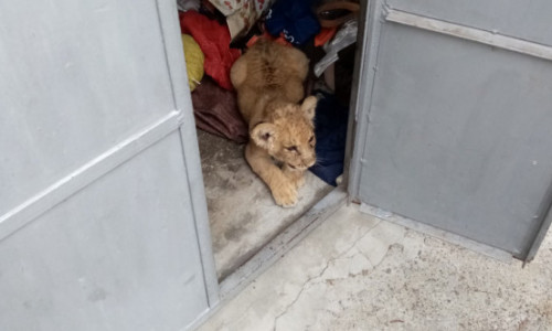 Un pui de leu a fost găsit în garajul unui bărbat din Rădăuți