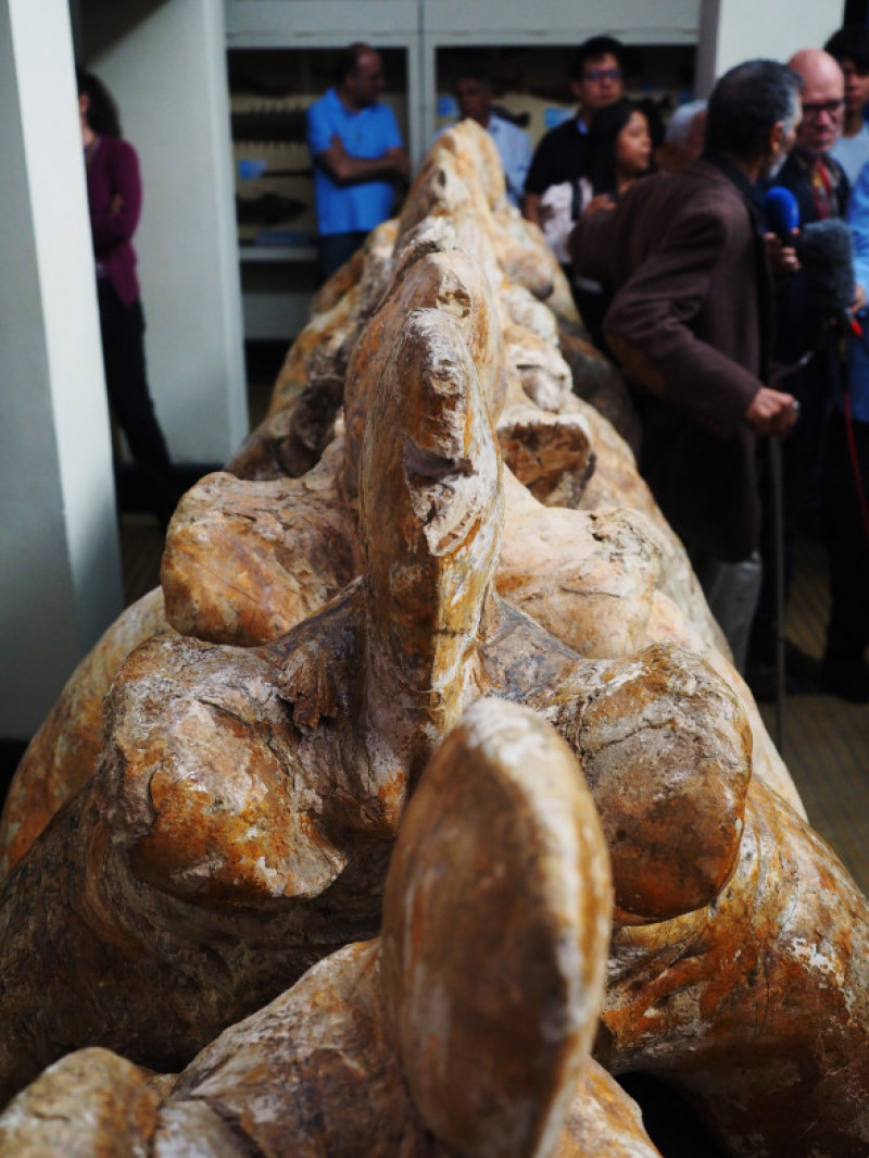 Perucetus colossus, cel mai greu animal din lume/ Profimedia