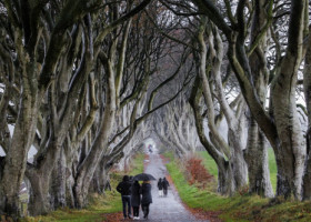 "Tunelul" de copaci din "Game of Thrones" ar putea să dispară în cel mult 15 ani. Unii arbori s-au prăbușit, alții au fost tăiați