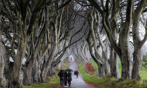 "Tunelul" de copaci din "Game of Thrones" ar putea să dispară în cel mult 15 ani. Unii arbori s-au prăbușit, alții au fost tăiați