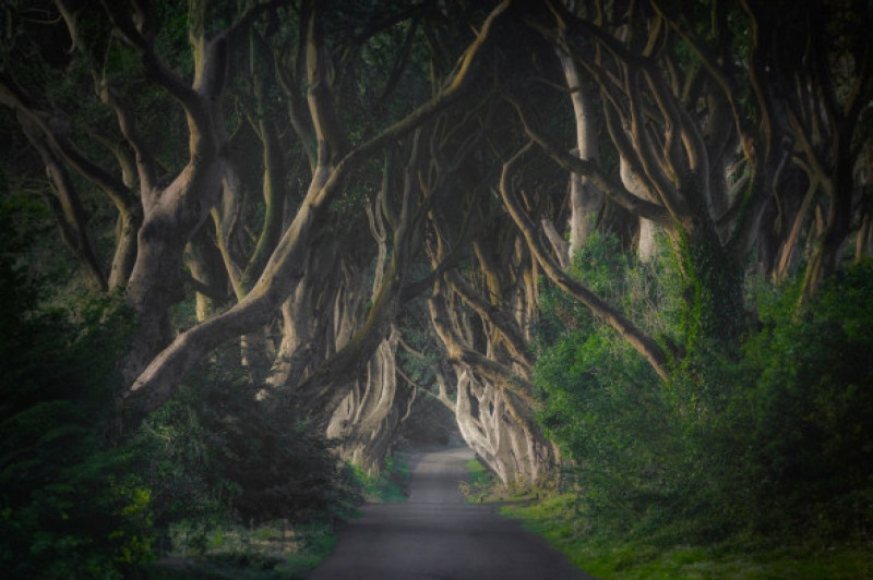 Tunelul de copaci din Game of Thrones