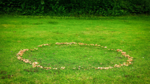 „O strategie genială”. Plantele se organizează după o ordine ascunsă, omniprezentă în natură. Fenomenul „cercurilor de zâne”, explicat de cercetători