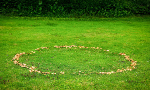 „O strategie genială”. Plantele se organizează după o ordine ascunsă, omniprezentă în natură. Fenomenul „cercurilor de zâne”, explicat de cercetători