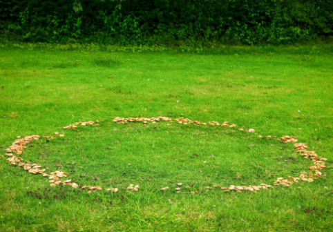 „O strategie genială”. Plantele se organizează după o ordine ascunsă, omniprezentă în natură. Fenomenul „cercurilor de zâne”, explicat de cercetători