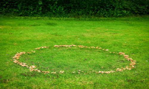 „O strategie genială”. Plantele se organizează după o ordine ascunsă, omniprezentă în natură. Fenomenul „cercurilor de zâne”, explicat de cercetători