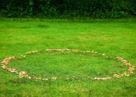 „O strategie genială”. Plantele se organizează după o ordine ascunsă, omniprezentă în natură. Fenomenul „cercurilor de zâne”, explicat de cercetători