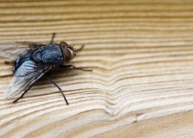 Cum să ții muștele departe de casă. Obiectul banal din coșul de gunoi care le atrage fără să-ți dai seama