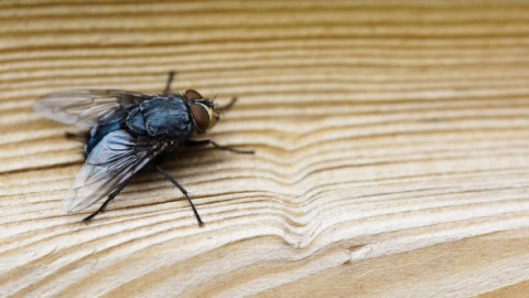 Cum să ții muștele departe de casă. Obiectul banal din coșul de gunoi care le atrage fără să-ți dai seama