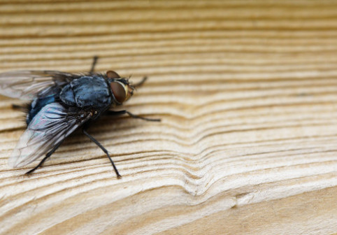 Cum să ții muștele departe de casă. Obiectul banal din coșul de gunoi care le atrage fără să-ți dai seama