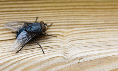 Cum să ții muștele departe de casă. Obiectul banal din coșul de gunoi care le atrage fără să-ți dai seama