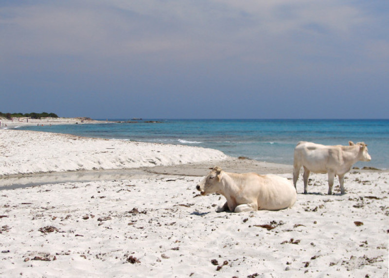 Siniscola, Sardinia/ Profimedia