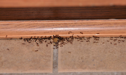 Adio insecte și furnici în această vară! Soluțiile naturale care le țin departe de casă