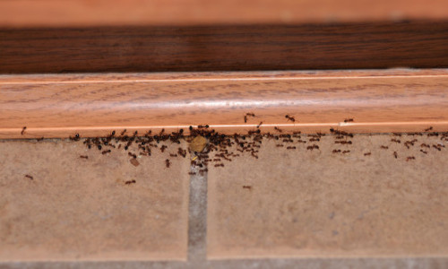 Adio insecte și furnici în această vară! Soluțiile naturale care le țin departe de casă