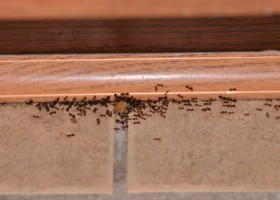 Adio insecte și furnici în această vară! Soluțiile naturale care le țin departe de casă