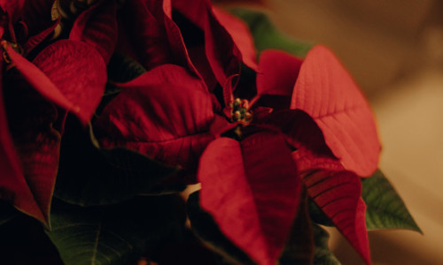 Ții aceste plante în apartament? Pot provoca iritații dureroase și leziuni ale pielii