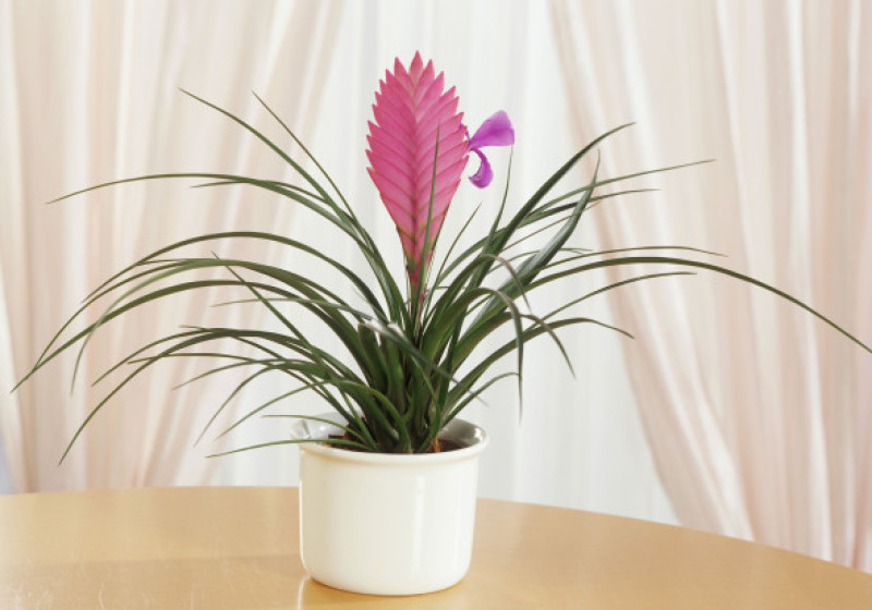 Tillandsia (planta aeriană)/ Profimedia